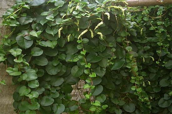 一年四季常绿爬墙植物，养常春藤和绿萝可爬满墙