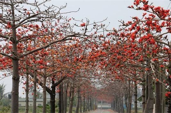 广州的市花是什么花