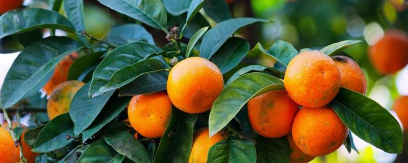 橘子几月份成熟
