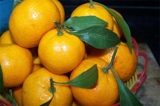 橘子几月份成熟
