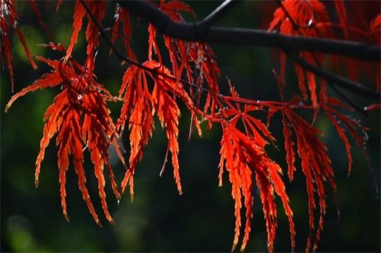 羽毛枫叶子怎么变红，胡萝卜素增多慢慢变红