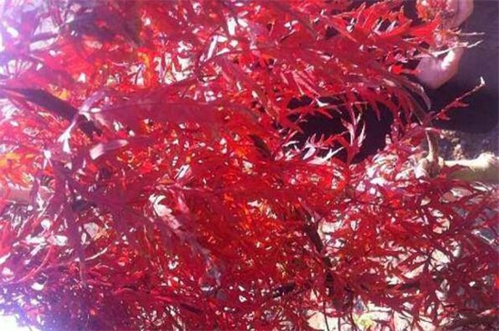 羽毛枫叶子怎么变红，胡萝卜素增多慢慢变红