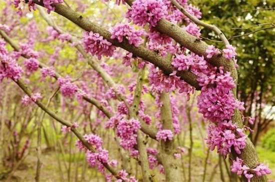 紫薇树藤栽院子里好吗，可增加风水带来好运