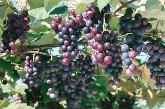 葡萄种子怎么种植