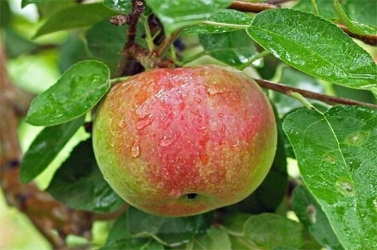 秋天成熟的水果有哪些，盘点十种常见秋季水果