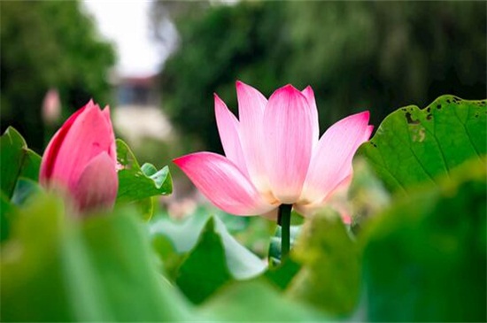 荷花的别称有几种 莲花和芙蓉都指荷花 花语网