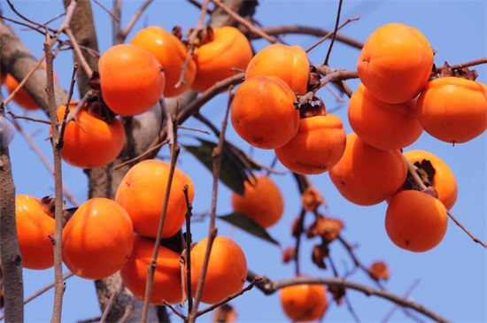 秋天成熟的水果有哪些，盘点十种常见秋季水果