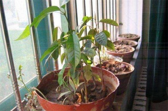 榴莲核家庭种植方法