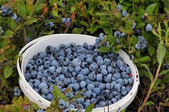 蓝莓是热性还是凉性