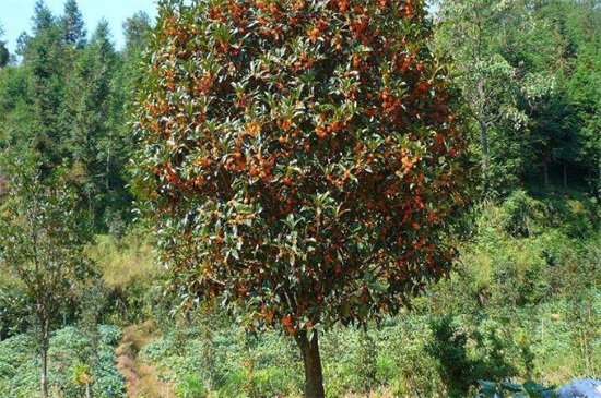 价值300万的桂花树图，是60公分以上的丹桂树