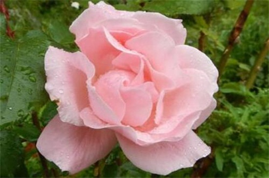 粉红色玫瑰花代表什么