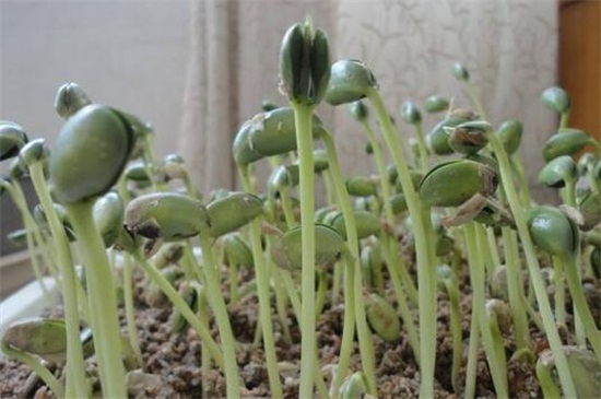 豆芽的生长过程变化，播种后发芽成长至采收
