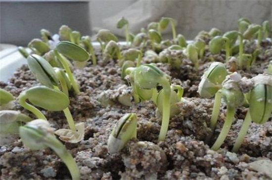 豆芽的生长过程变化，播种后发芽成长至采收