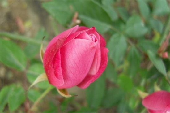 玫瑰花苞买回来不开花怎么办，四种方法让其迅速开花