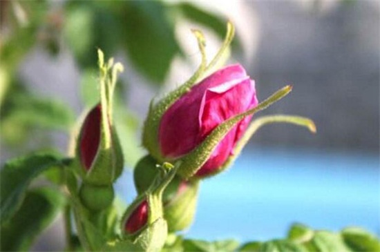 玫瑰花苞买回来不开花怎么办，四种方法让其迅速开花
