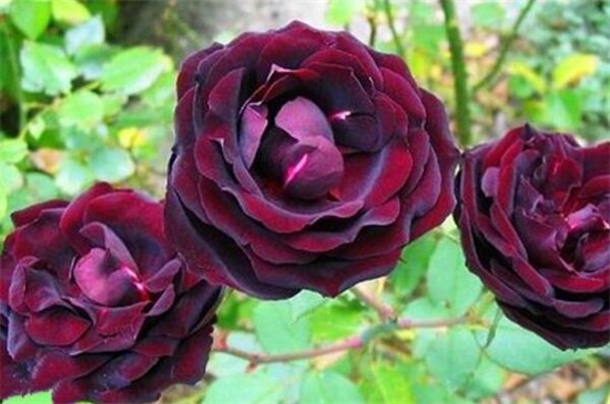 路易十四玫瑰怎么种植