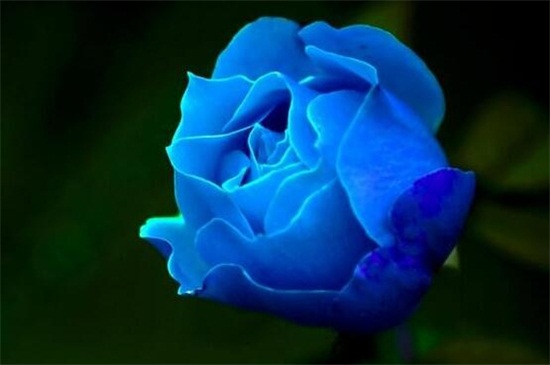 蓝色妖姬是玫瑰花吗
