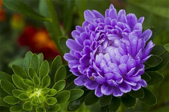 紫苑花花语的真正故事，机智和思念爱人的故事