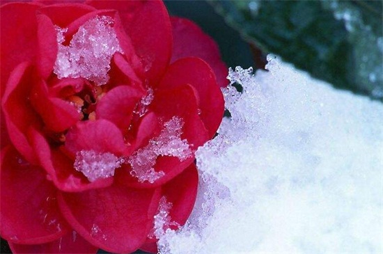 冬季鮮花養護的方法