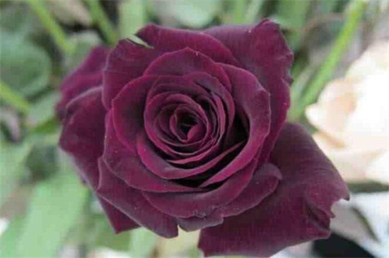 路易十四玫瑰多少钱可购买，一株价格为10～15元