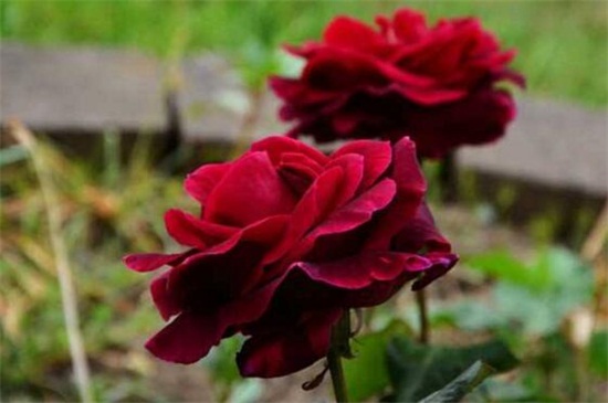 路易十四玫瑰多少钱可购买，一株价格为10～15元