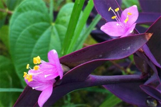 紫鸭跖草有毒吗