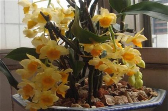 石斛兰的常见种类有哪些 常见10种最美品种 花语网