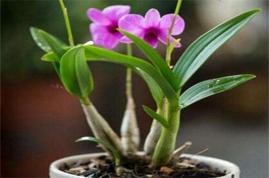 石斛兰的常见种类有哪些，常见10种最美品种