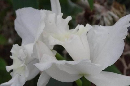 石斛兰的常见种类有哪些，常见10种最美品种