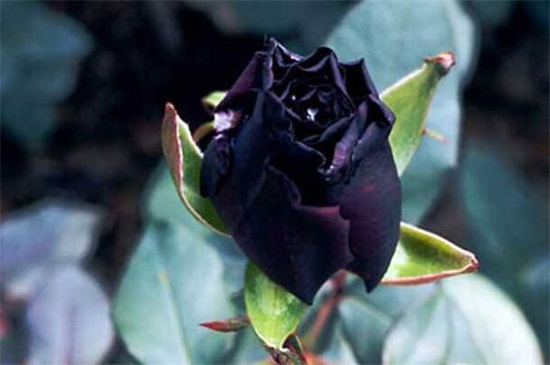 黑玫瑰的花语和传说