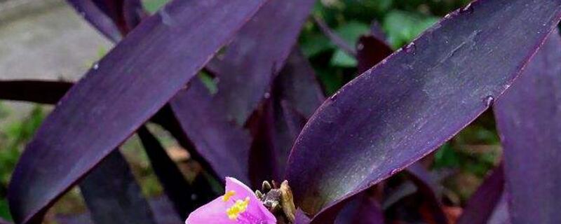 紫鸭跖草的扦插方法