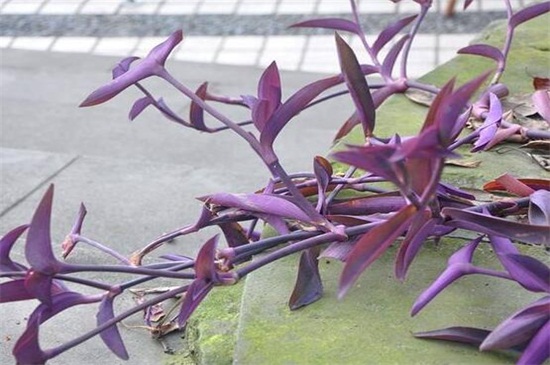 紫鸭跖草的扦插方法