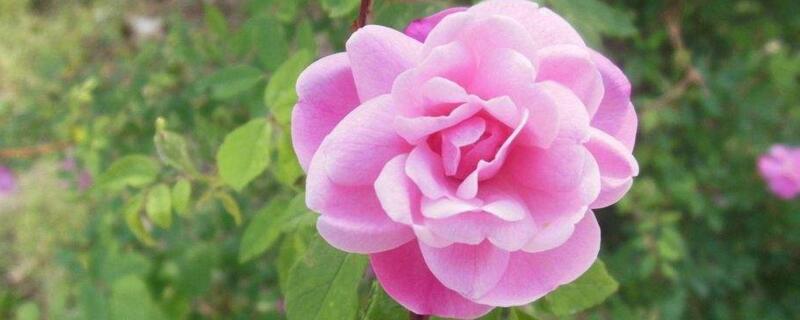 粉玫瑰花语是什么
