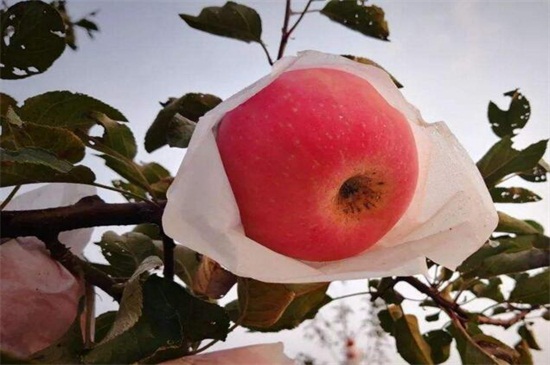 苹果是什么季节的水果