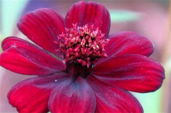 世界上最高贵神秘的花，盘点十种稀有罕见花卉
