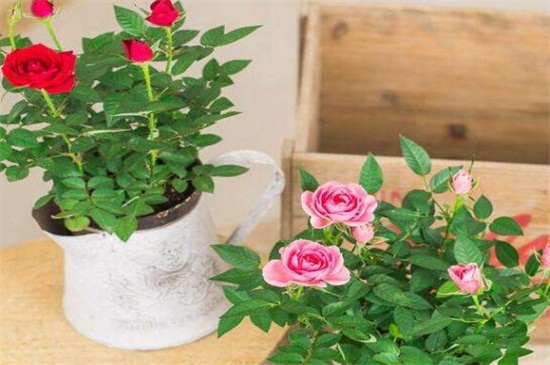 家庭如何养盆栽玫瑰花