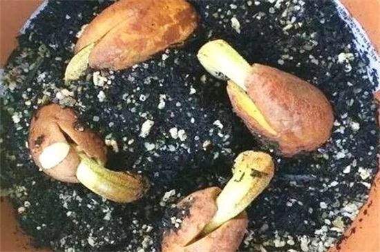 榴莲种子能种吗
