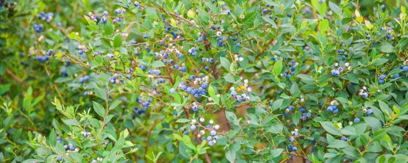 蓝莓树怎么种