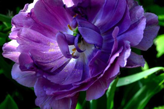 紫色郁金香花语是什么