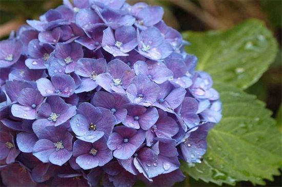 紫绣球花的花语是什么，团聚永恒和残酷的爱