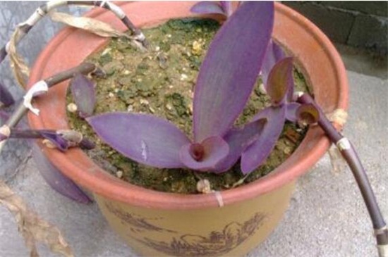 紫鴨趾草怎麼栽漂亮，六個要點促使生長茂盛