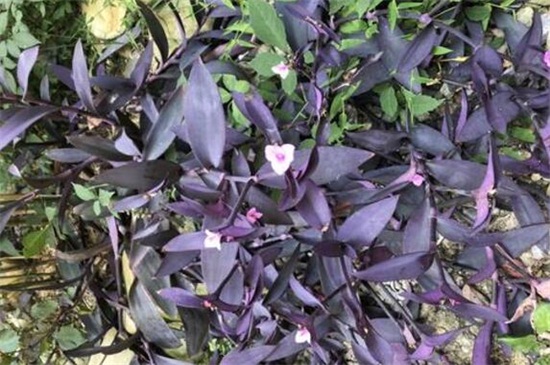 紫鴨趾草怎麼栽漂亮，六個要點促使生長茂盛