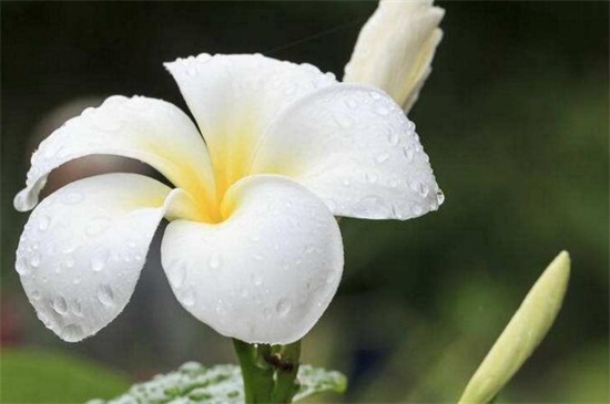 素馨花花语是什么，和蔼可亲和优美