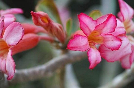 素馨花花语是什么，和蔼可亲和优美
