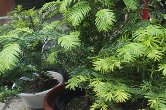 紫杉是红豆杉吗，二者是同一种植物