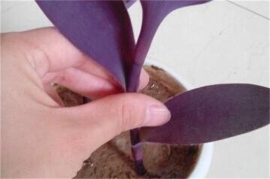 紫竹梅扡插方法圖解，做好五點扡插生根