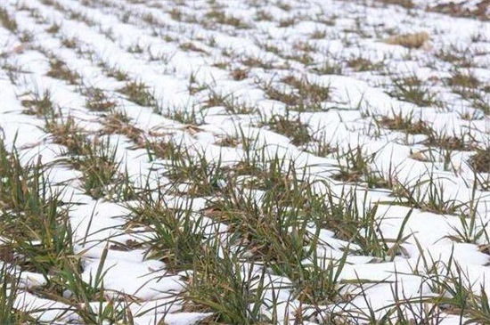 冬小麦和春小麦的区别