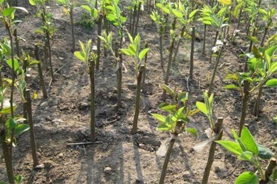 火棘怎样移栽种植，六步成功移栽生根