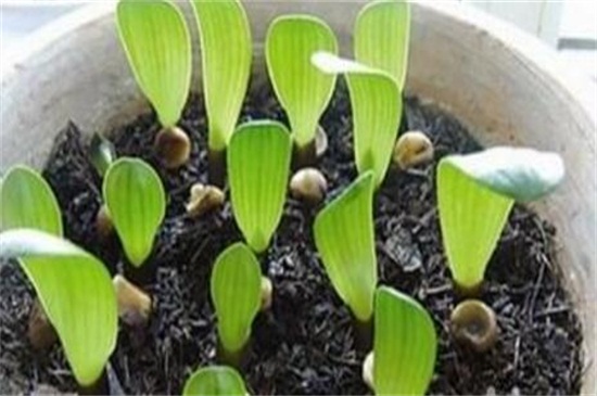 君子兰怎么繁殖小苗的，可通过分株和播种长苗