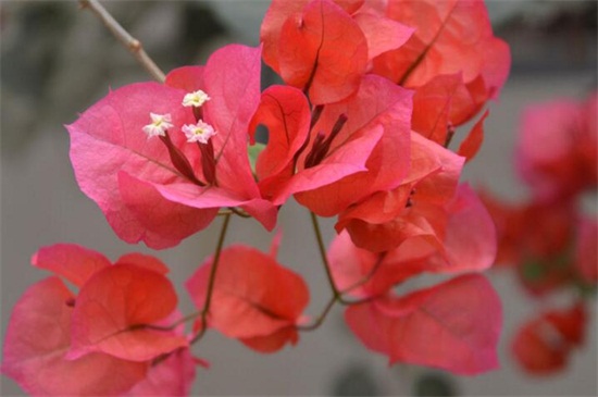 深圳市花是什么